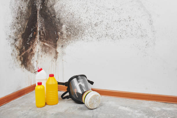 Best Emergency Mold Remediation in Oak Grove, TN