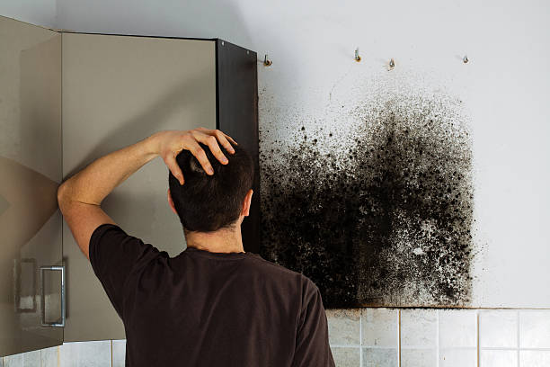 Best HVAC Mold Remediation in Oak Grove, TN