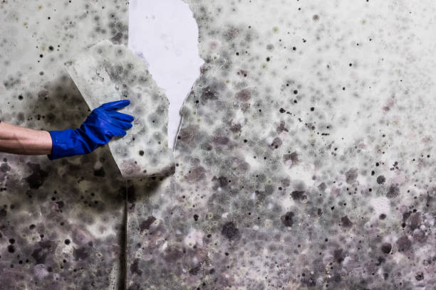 Best Commercial Mold Remediation in Oak Grove, TN