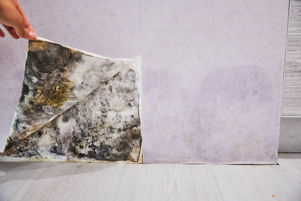 Best Localized Mold Remediation (e.g., coastal areas, humid climates) in Oak Grove, TN